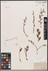 Foto von Salix aurita L. x Salix repens L.